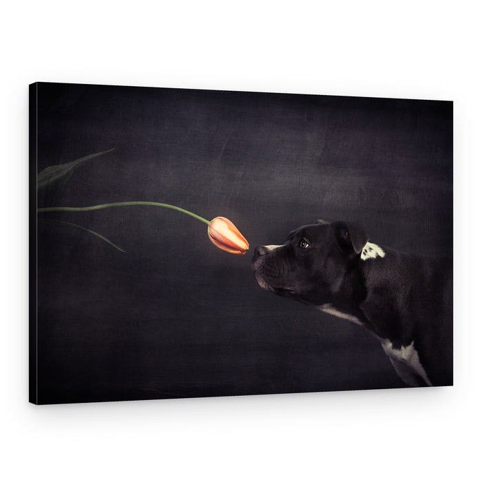 Curious Dog Sniffs Tulip – Canvas Print