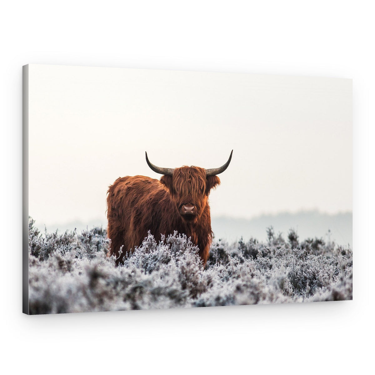Highland Cow Winter Frost – Canvas Print