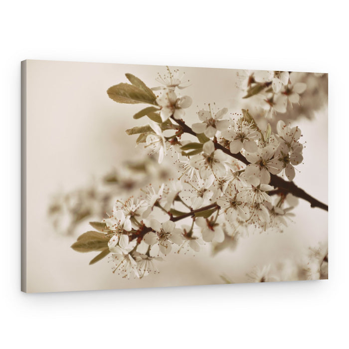 Soft White Blossoms – Canvas Print