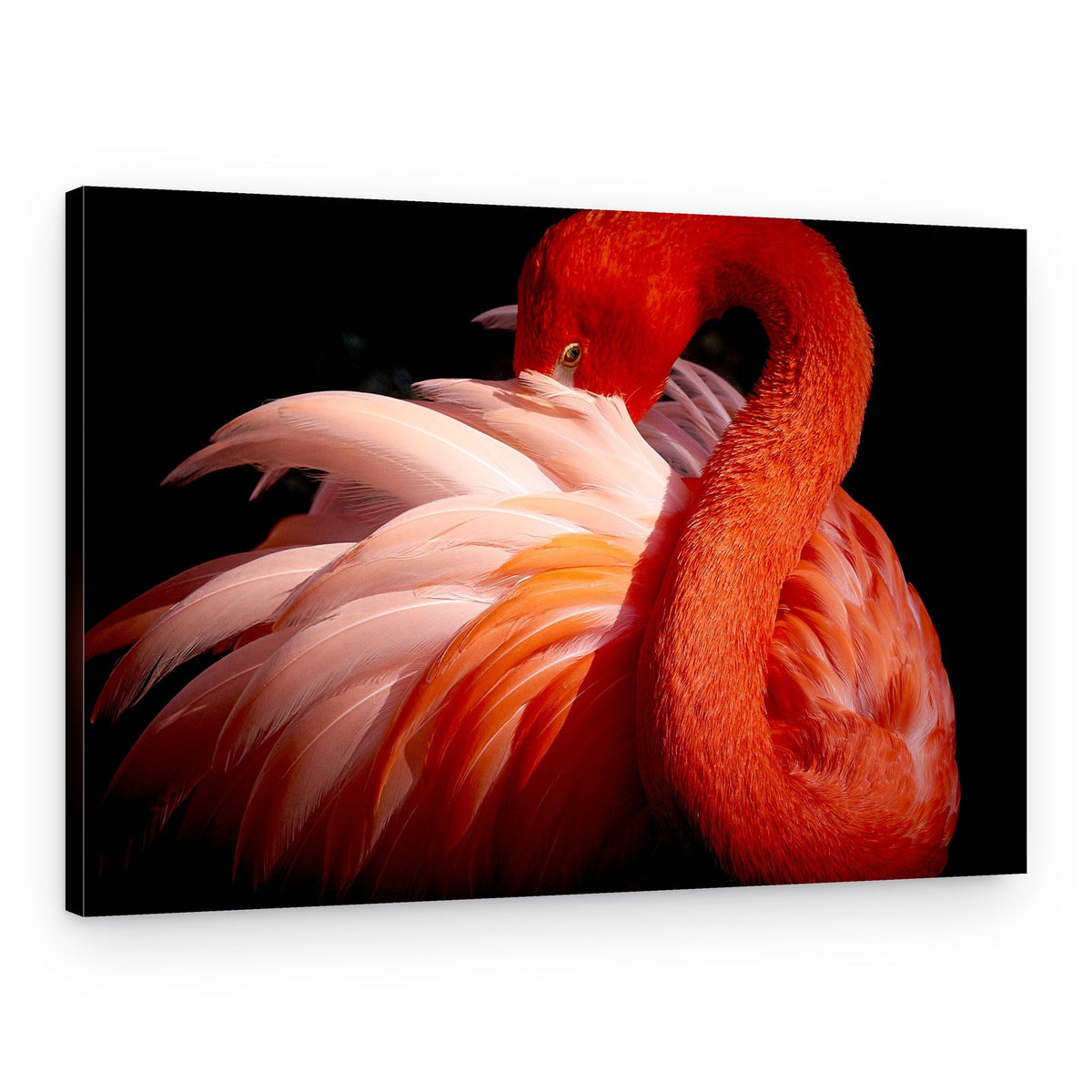 Elegant Pink Flamingo – Canvas Print