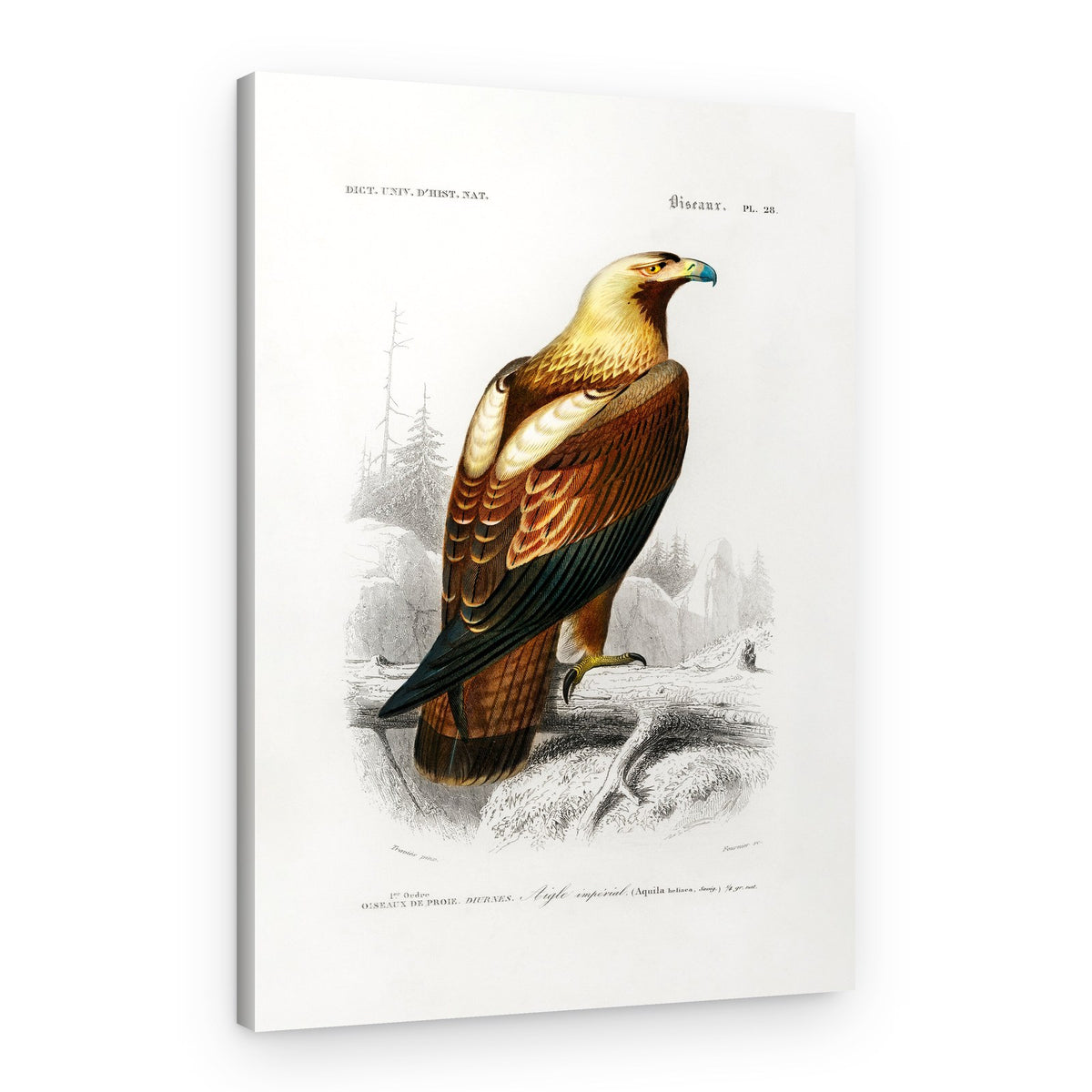 Eastern Imperial Eagle – Canvas Print