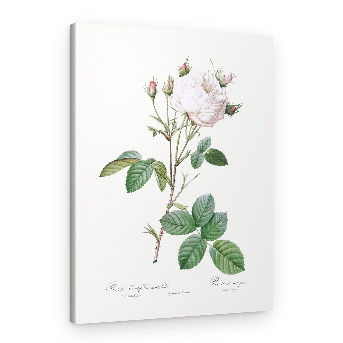 Cabbage Rose White Provence, Les Roses (1817–1824) – Canvas Print