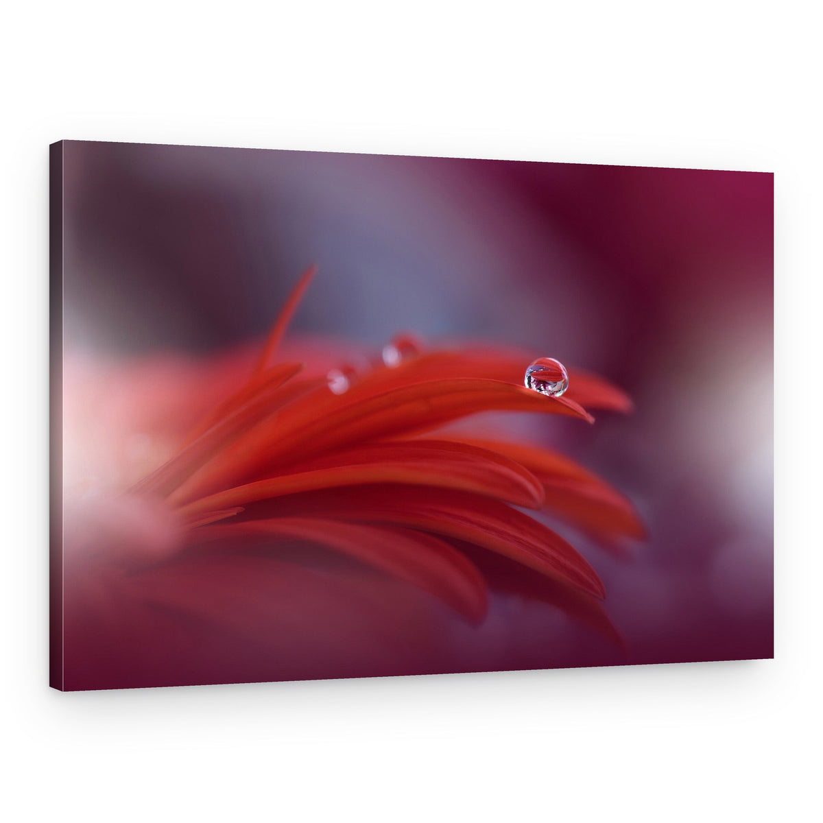 Red Petal Dew Drops – Canvas Print