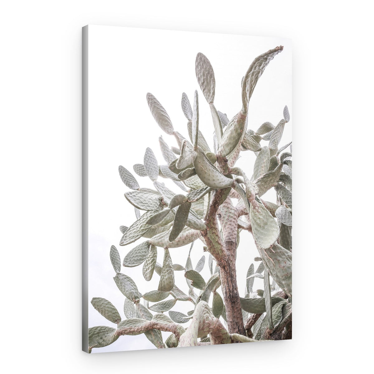 Cactus Whispers – Canvas Print