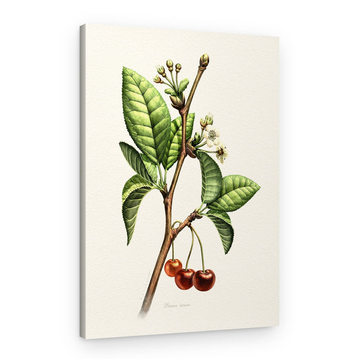 Sweet Cherry Botanical Branch – Canvas Print