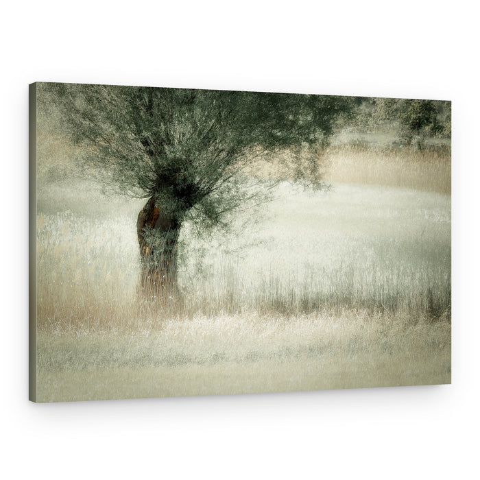 Willow – Canvas Print