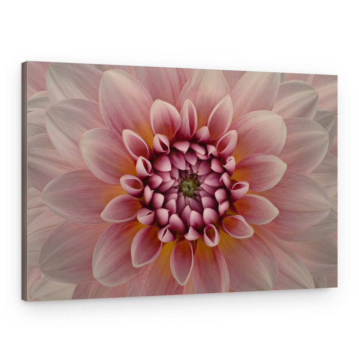 Vibrant Pink Dahlia – Canvas Print