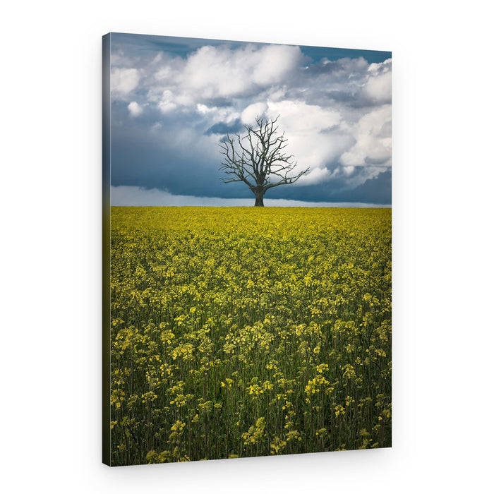 Golden Field Bare Tree – Canvas Print