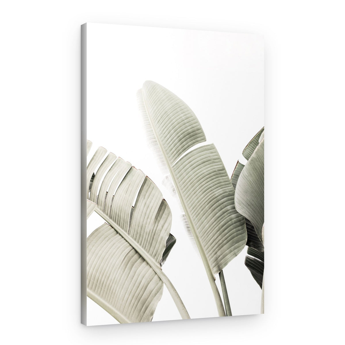 Banana leaf 1 – Canvas Print
