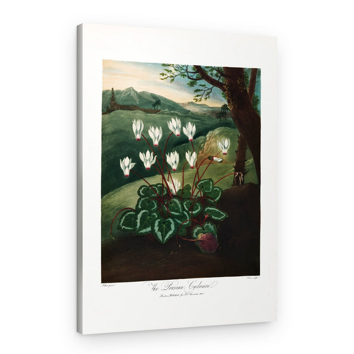 The Persian Cyclamen from The Temple of Flora (1807) – Canvas Print