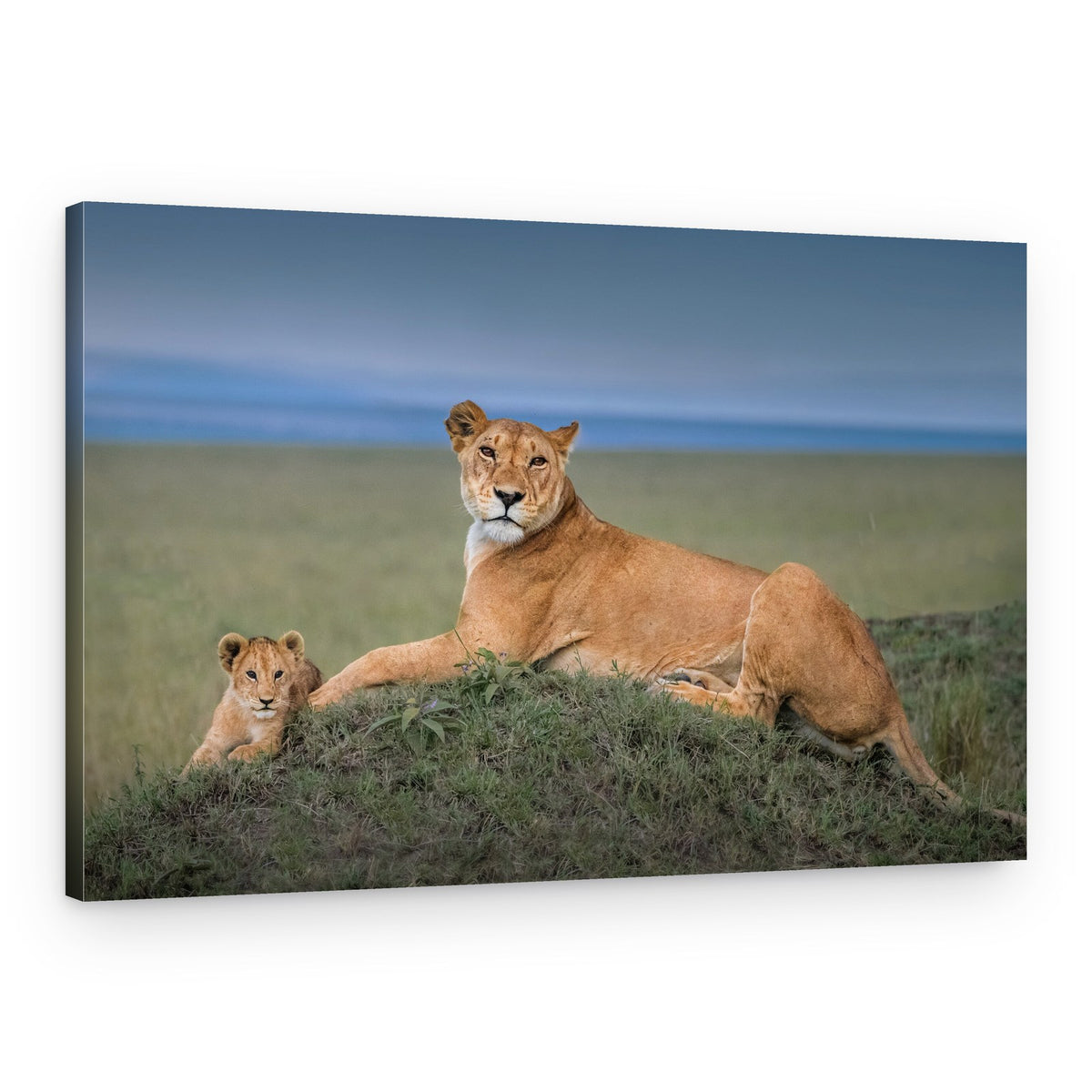 African Lioness With Cub – Canvas Print