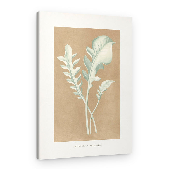 Centaurea Candidissima Leaf Illustration – Canvas Print