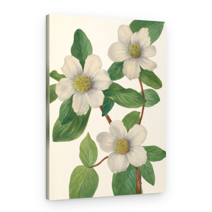 Pacific Dogwood – Canvas Print
