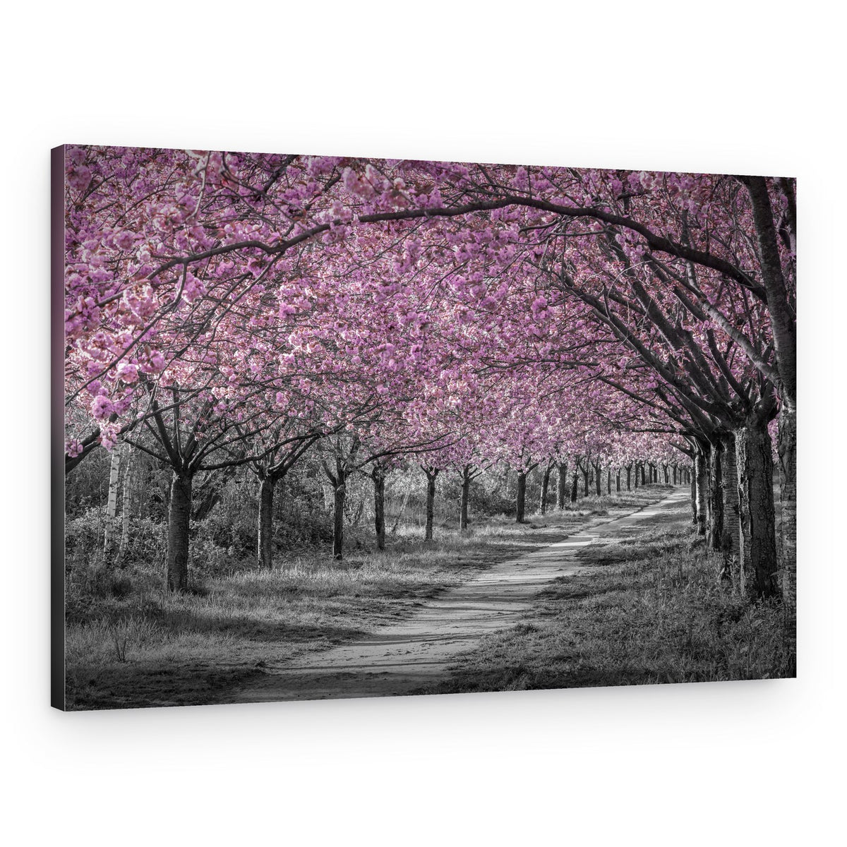 Cherry Blossom Tree Tunnel – Canvas Print