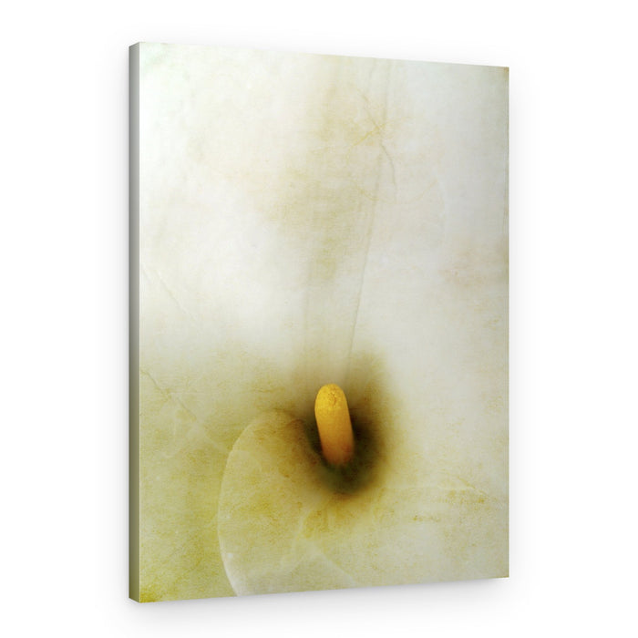 Creamy Calla Lily – Canvas Print