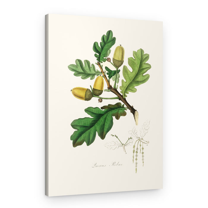 English Oak (quercus) Medical Botany – Canvas Print