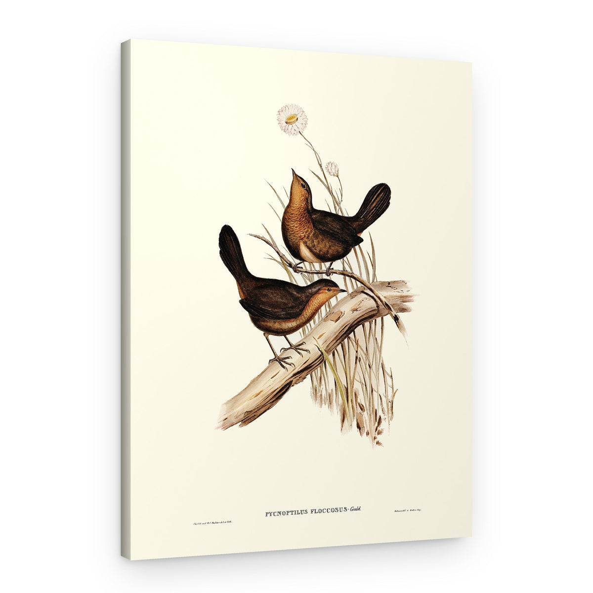 Downy Pycnoptilus – Canvas Print