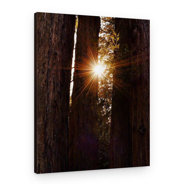Sunlit Redwood Path – Canvas Print