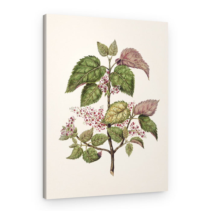 Makomako Aristotelia Racemosa Drawn By Sarah Featon (1848–1927) – Canvas Print