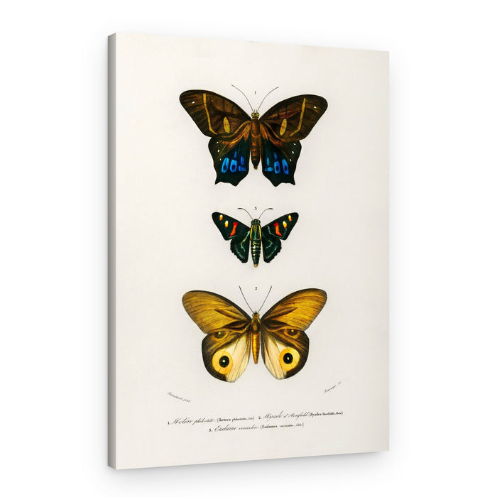 Different Types of Butterflies III – Canvas Print
