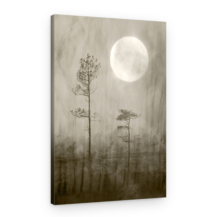 Misty Moon Over Bog – Canvas Print