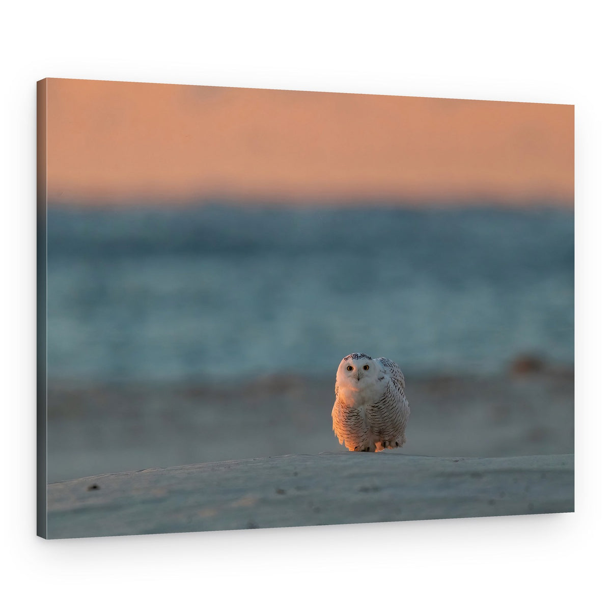 Snowy Owl Golden Light – Canvas Print