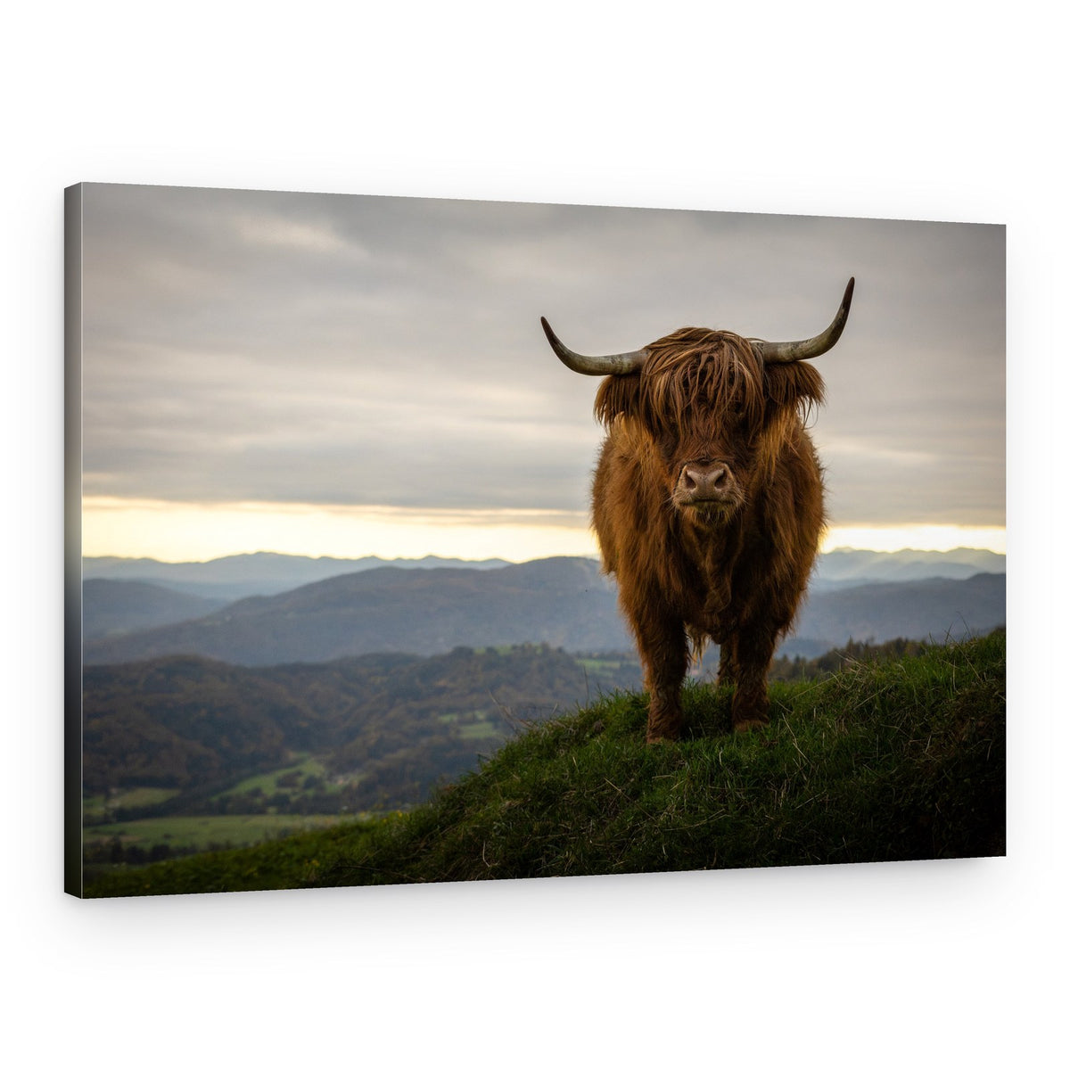 Majestic Highland Cow – Canvas Print