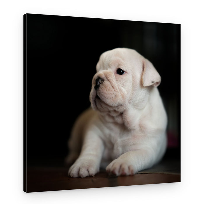 Little Bulldog Puppy – Canvas Print