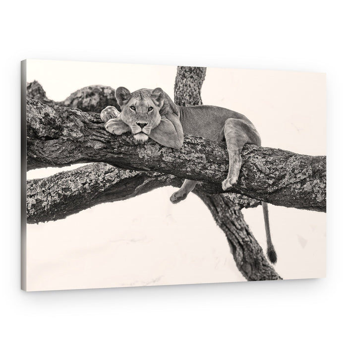 Peaceful Lioness on Branch – Canvas Print