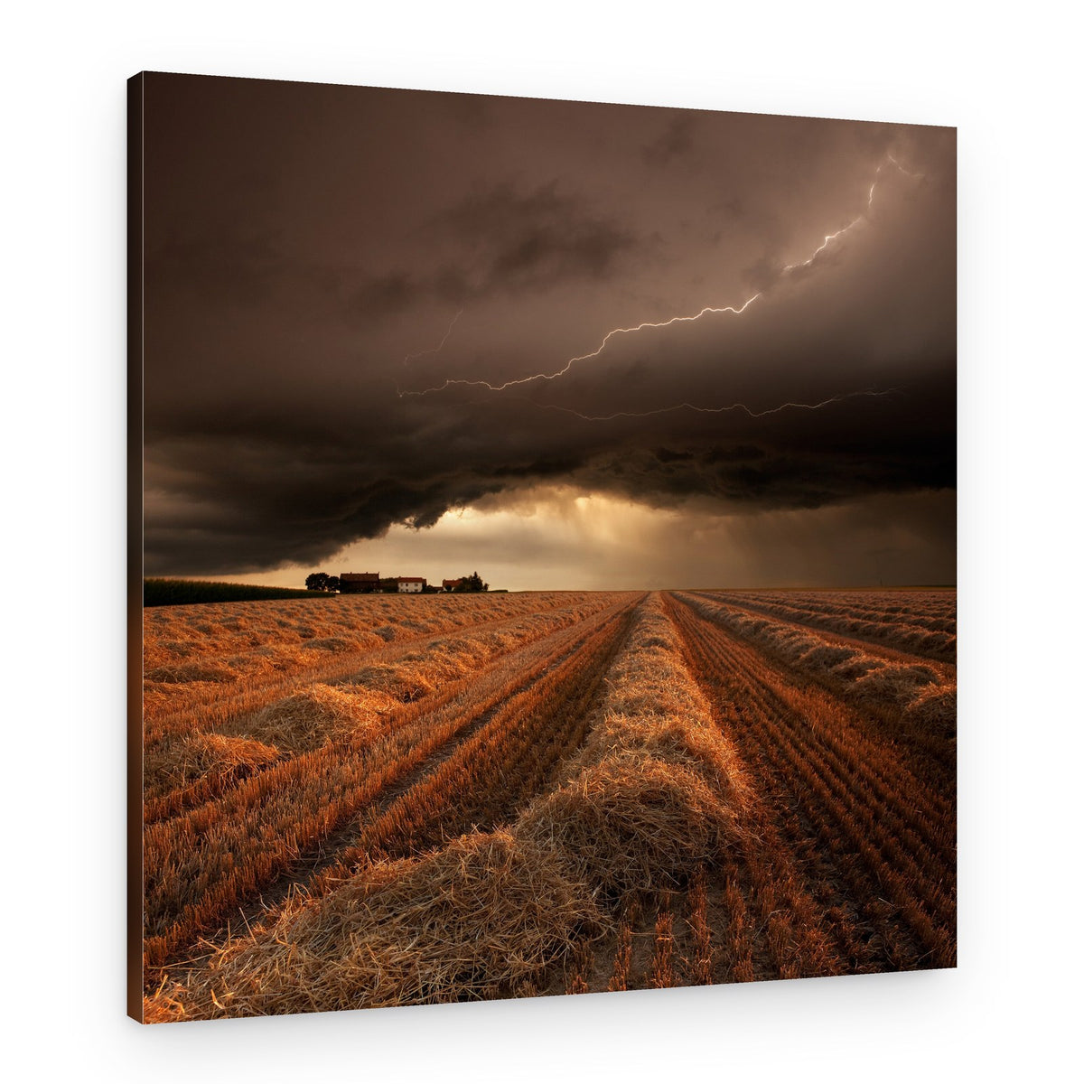 Lightning Strikes Golden Field – Canvas Print