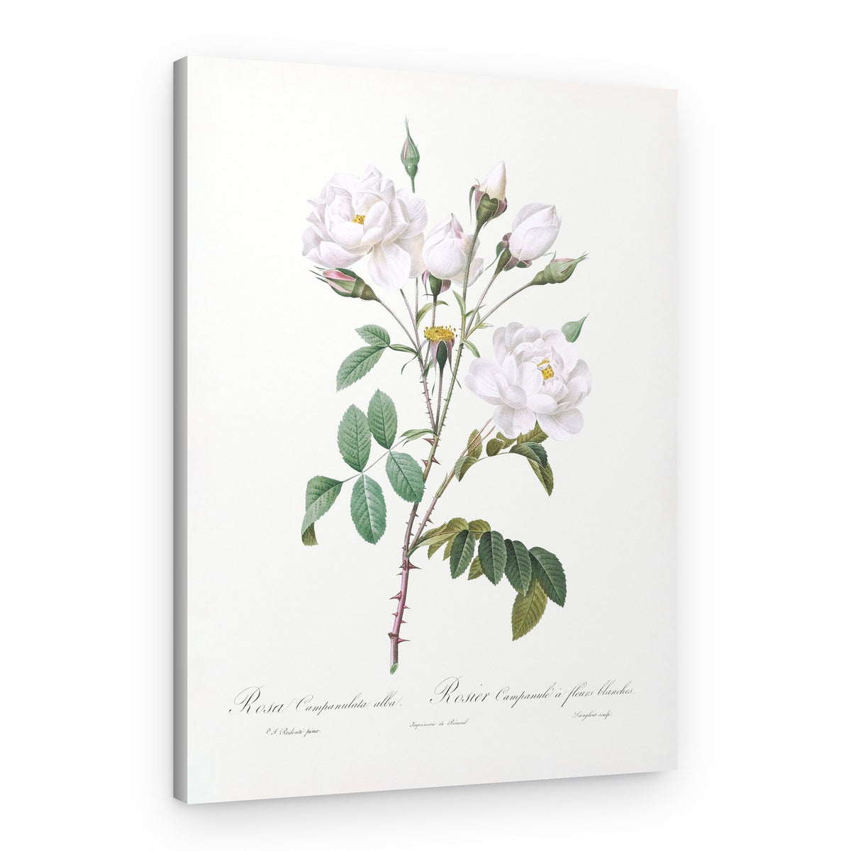 Rosa Gallica Pontiana, Les Roses (1817–1824) – Canvas Print