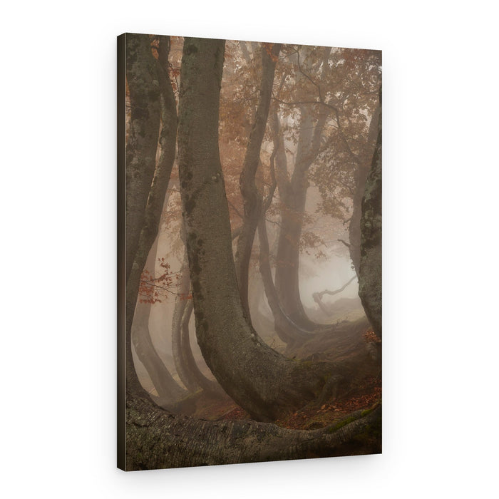 Misty Curved Forest – Canvas Print