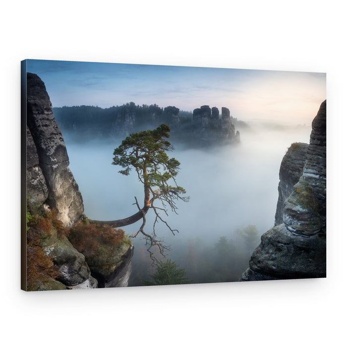 Lone Tree Misty Valley – Canvas Print