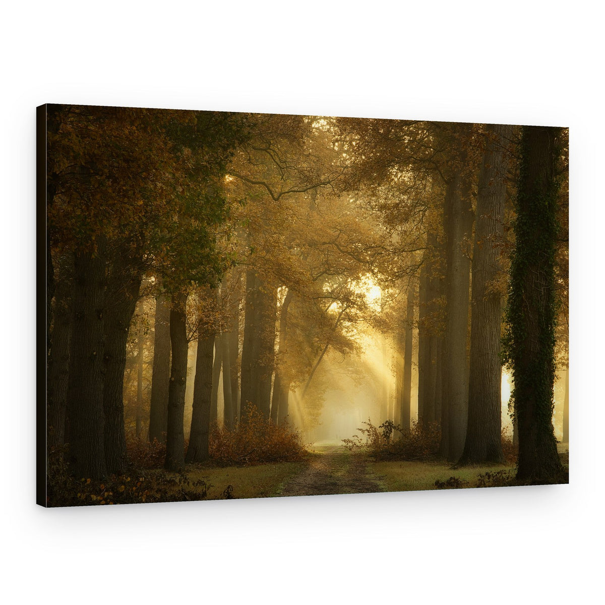 Golden Morning Forest Path – Canvas Print