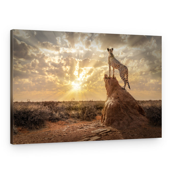 Cheetah At Sunset – Canvas Print