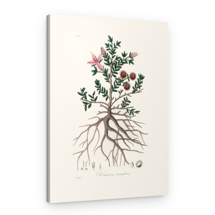 Rhatany (krameria Triandrea) Medical Botany – Canvas Print