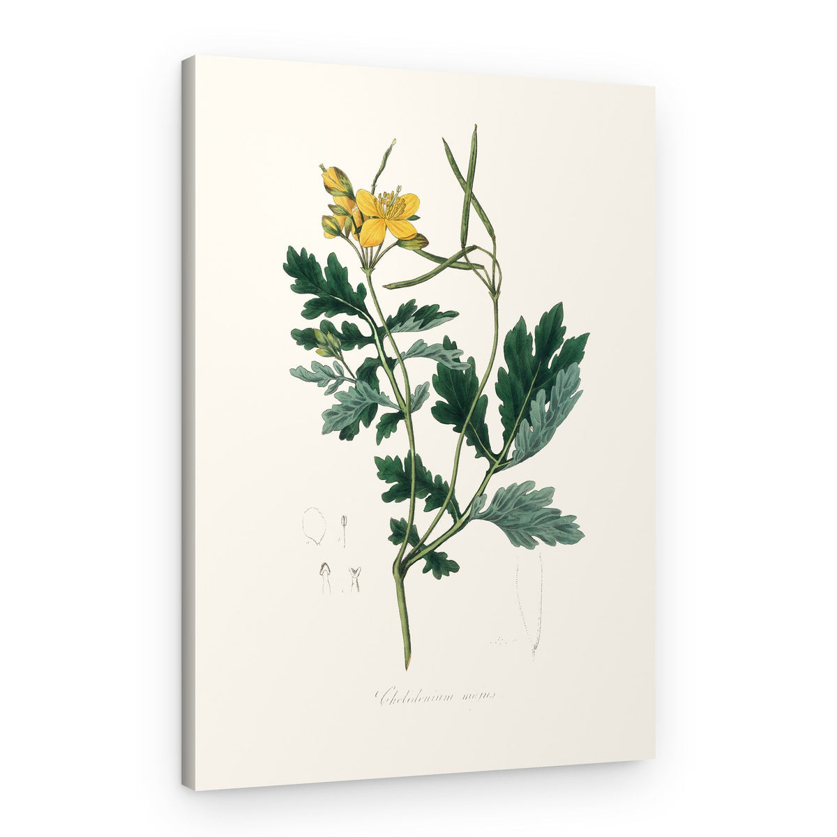 Greater Celandine (chelidonium Majus) Medical Botany – Canvas Print