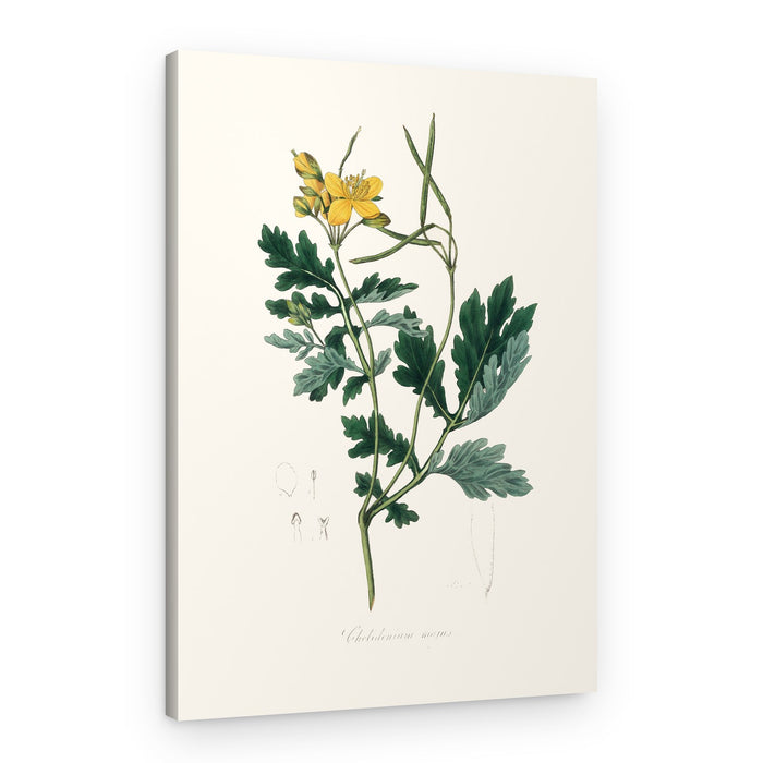 Greater Celandine (chelidonium Majus) Medical Botany – Canvas Print