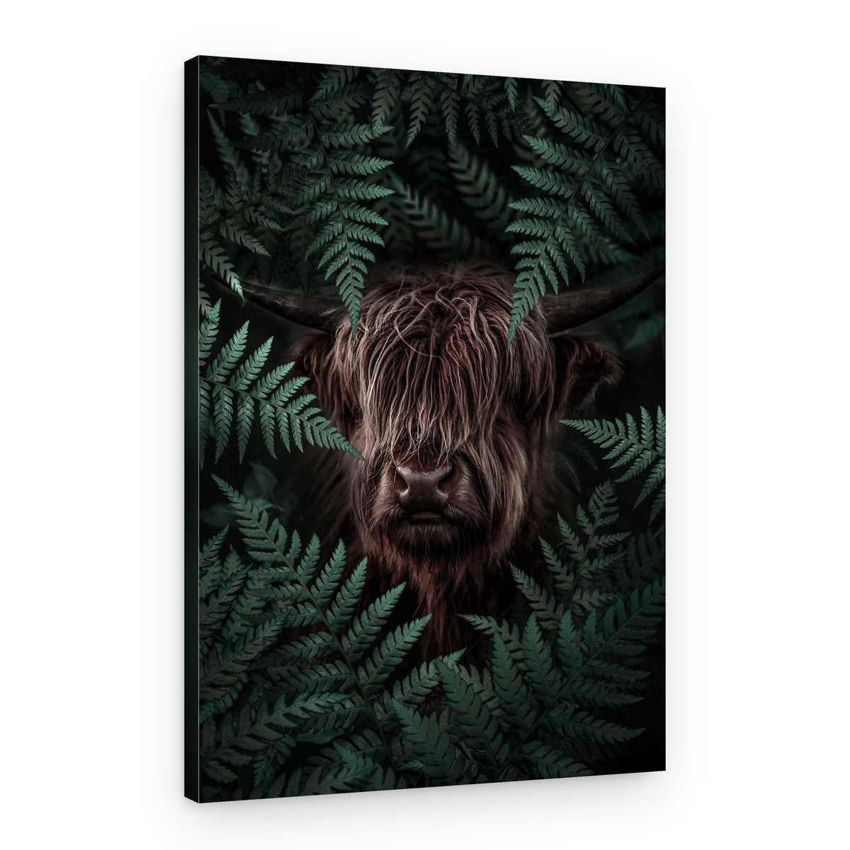 Highland Cow in Ferns – Canvas Print