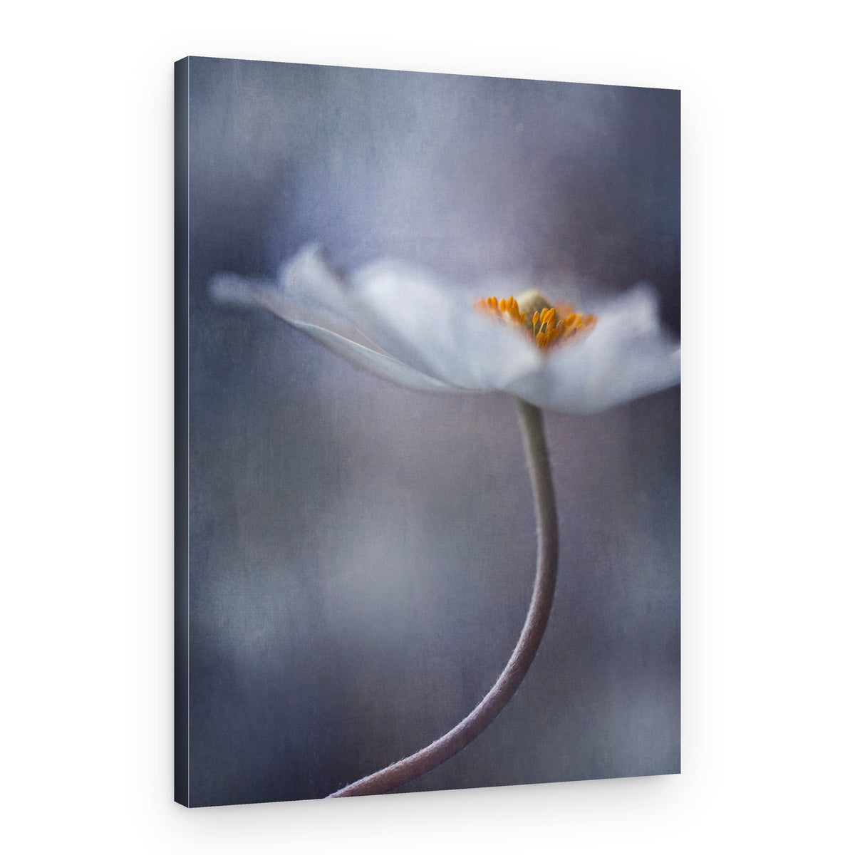 Graceful White Bloom – Canvas Print