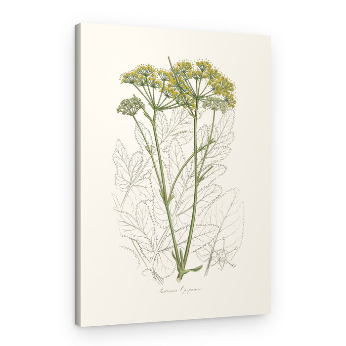 Opobalsam (pastinaca Opopanax) Medical Botany – Canvas Print