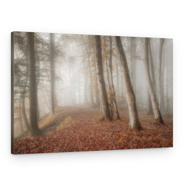 Foggy Forest Path – Canvas Print