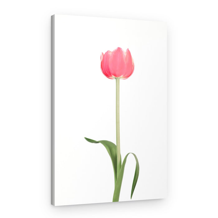 Pink tulip – Canvas Print