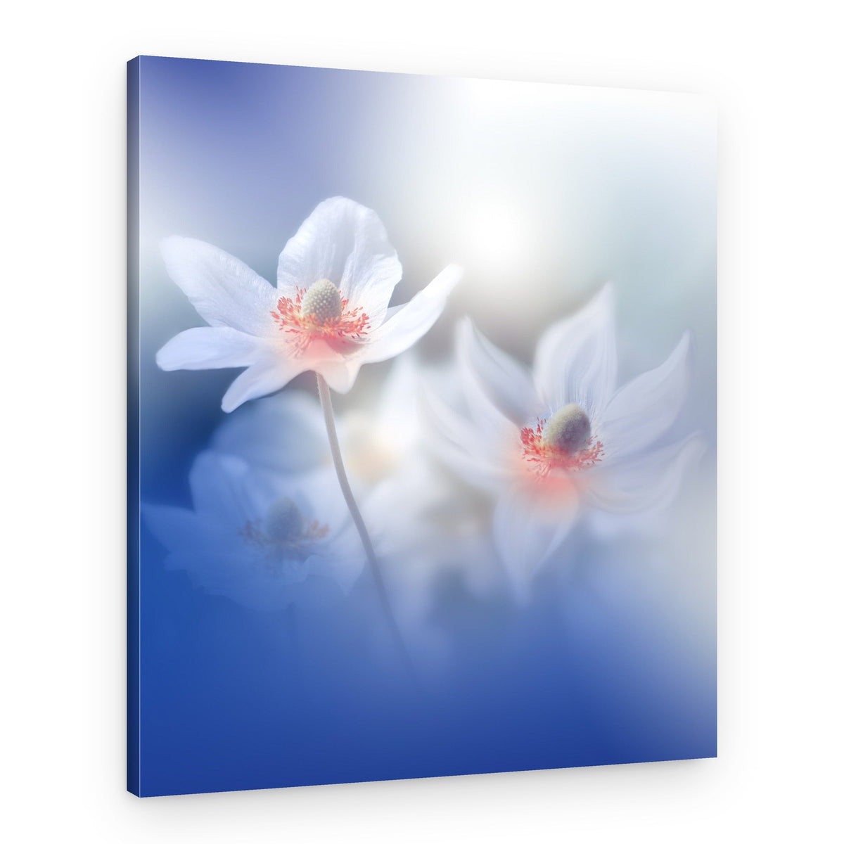 Dreamy White Anemones – Canvas Print