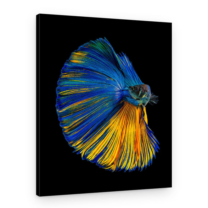 Vibrant Betta Fish – Canvas Print