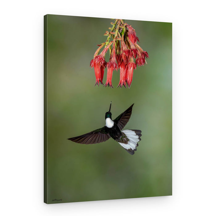 Vibrant Hummingbird Flowers – Canvas Print