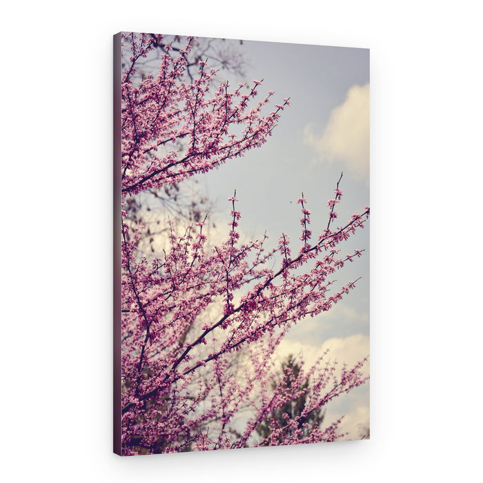 Delicate Pink Blossoms – Canvas Print