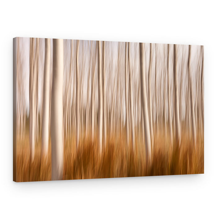 Dreamy Birch Trees – Canvas Print
