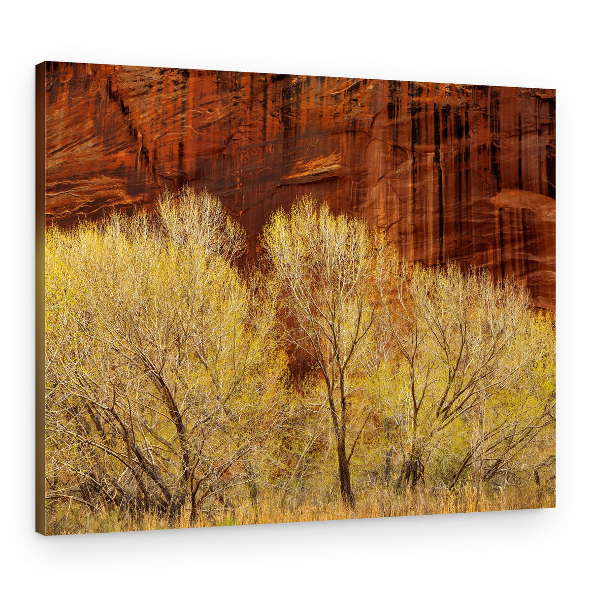 Golden Spring Canyon – Canvas Print