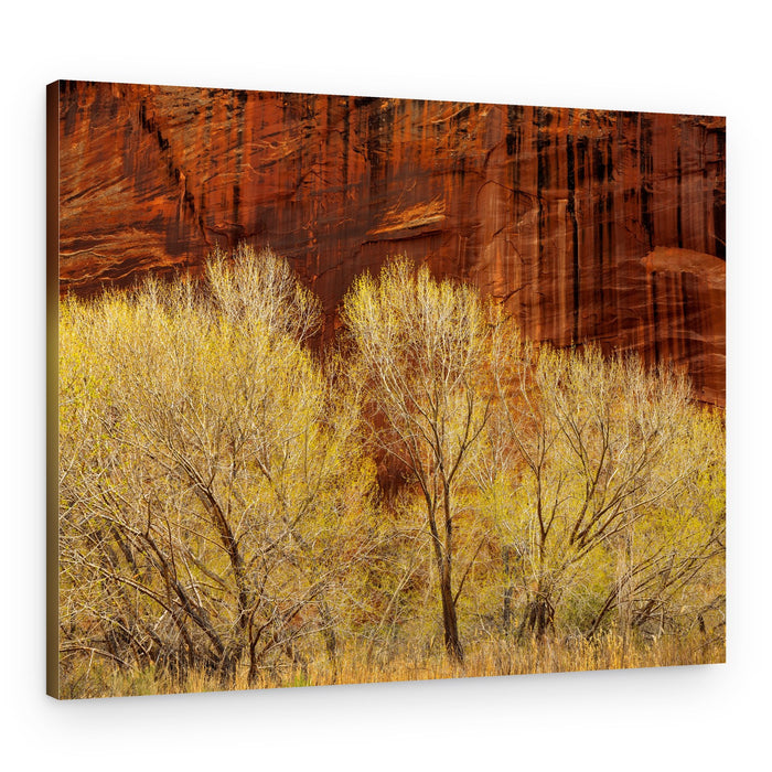 Golden Spring Canyon – Canvas Print